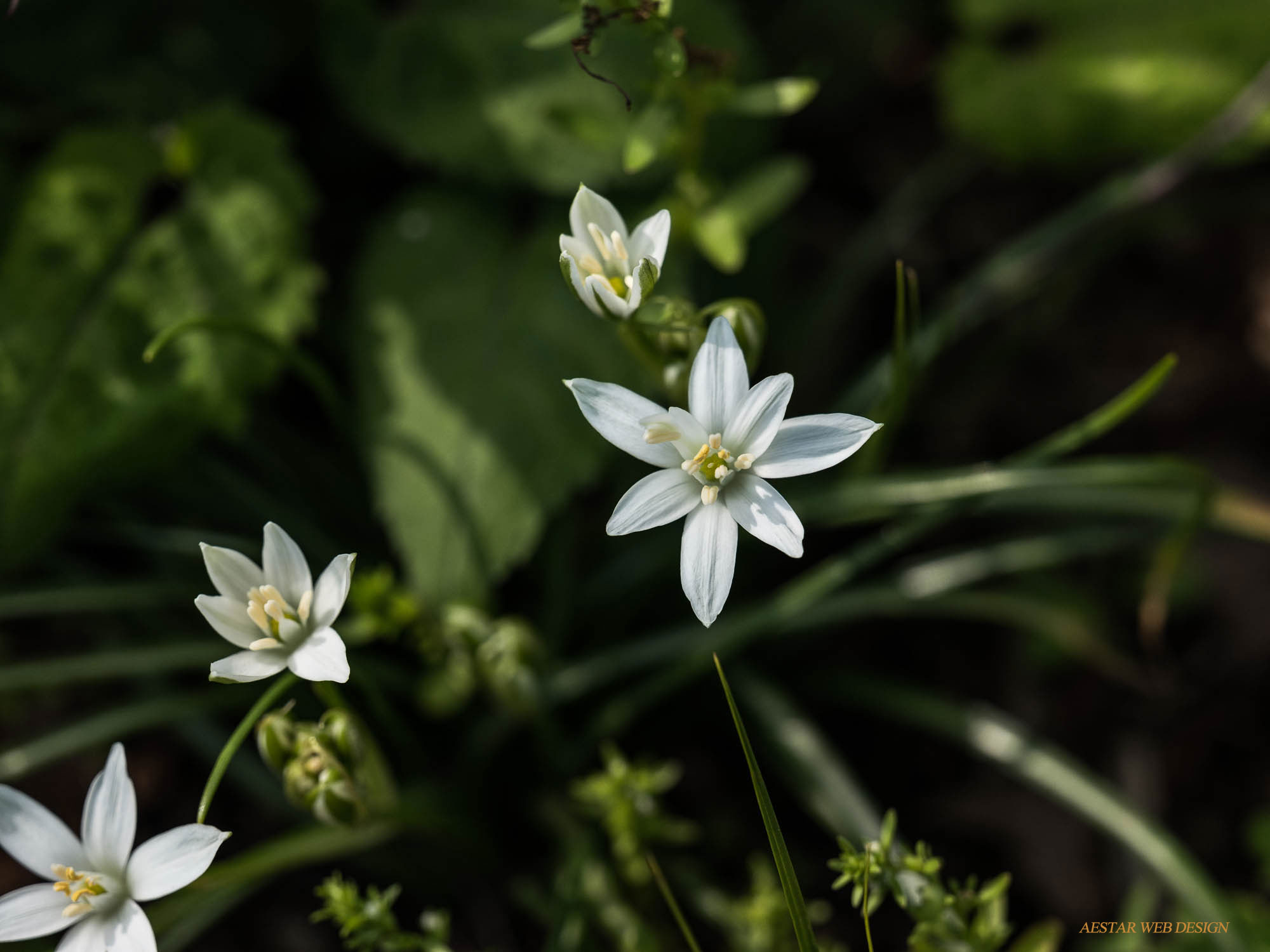 Web Product Photography, Flowers, Brooklyn Botanical Garden, New York City