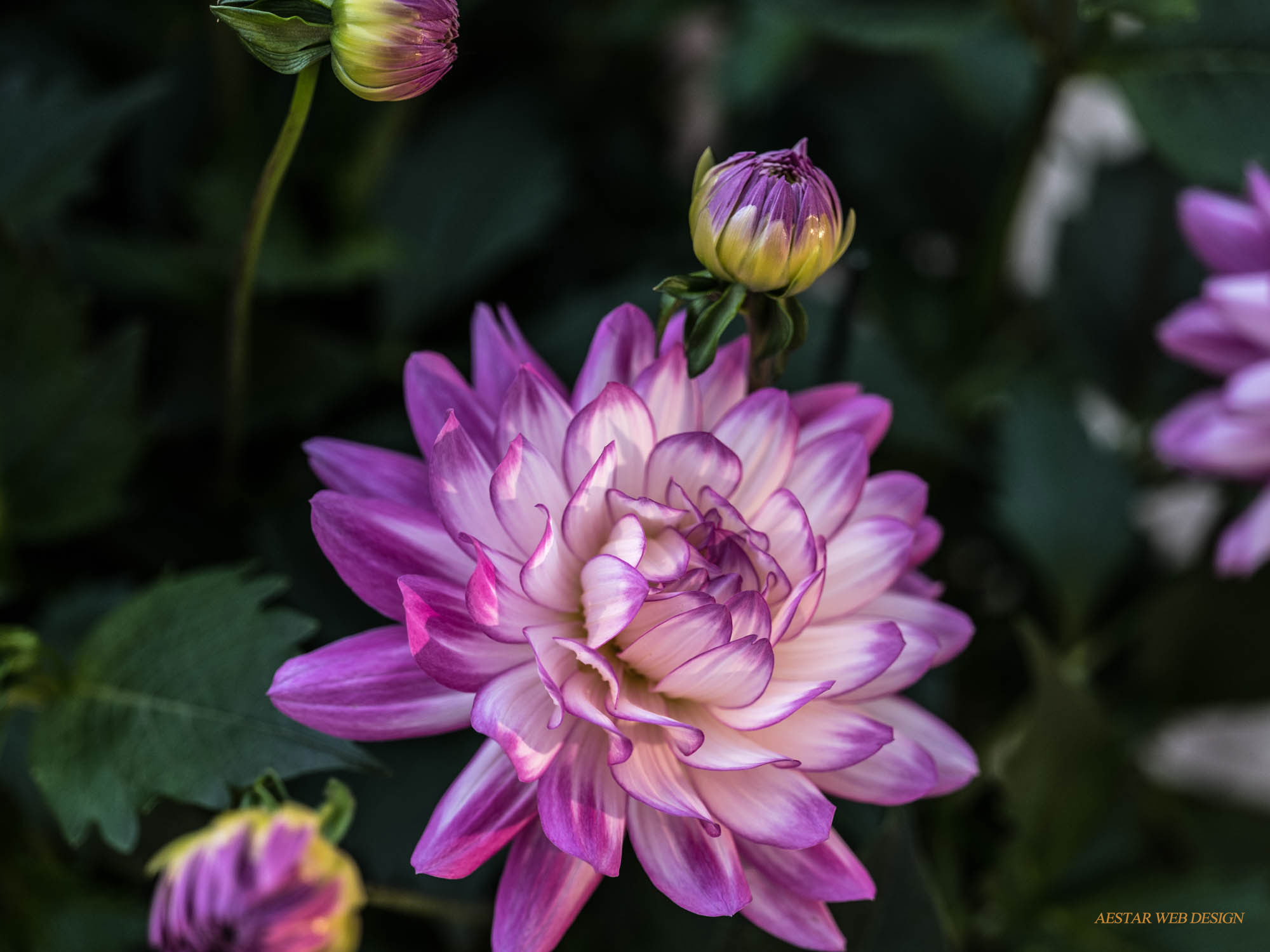 Web Product Photography, Flowers, Dahlia, New York City
