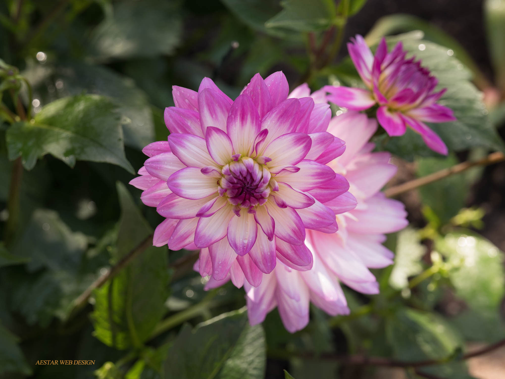 Web Product Photography, Flowers, Dahlia, New York City